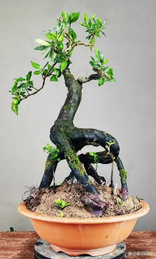 金弹子名字的由来及形态特征