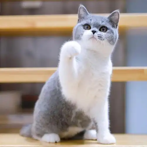 英短蓝白蝙蝠侠配色