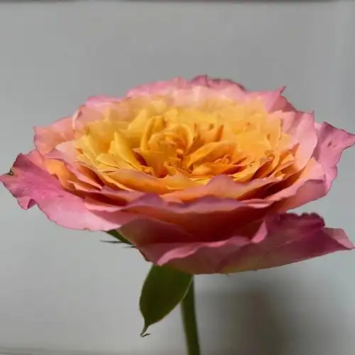 单头玫瑰火灵鸟