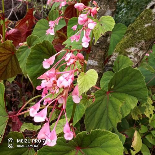 新鲜中华秋海棠 一点血 红黑二丸 岩丸子 红白二丸 整颗一株