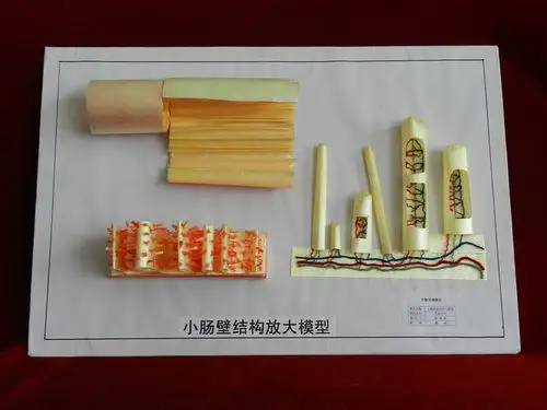 师范生教具制作大赛-话题-河南师范大学短期集中培训项目初中生物工作