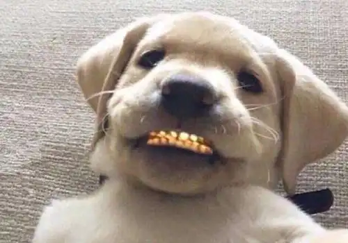 2020最新搞笑签名_新的搞笑生活开始了_幽默签名_精品库