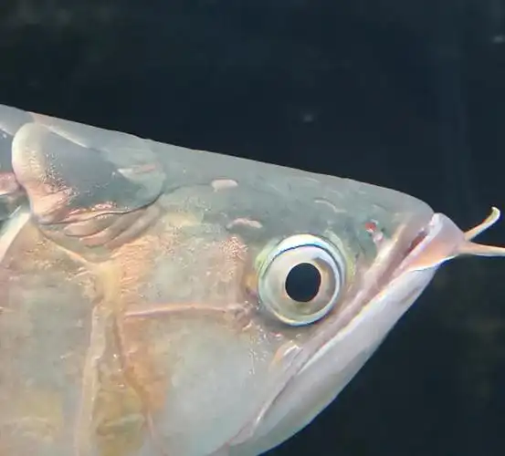 前两张是借用的图片正常的鱼眼睛后三张是我的鱼的眼睛一对比应该能看