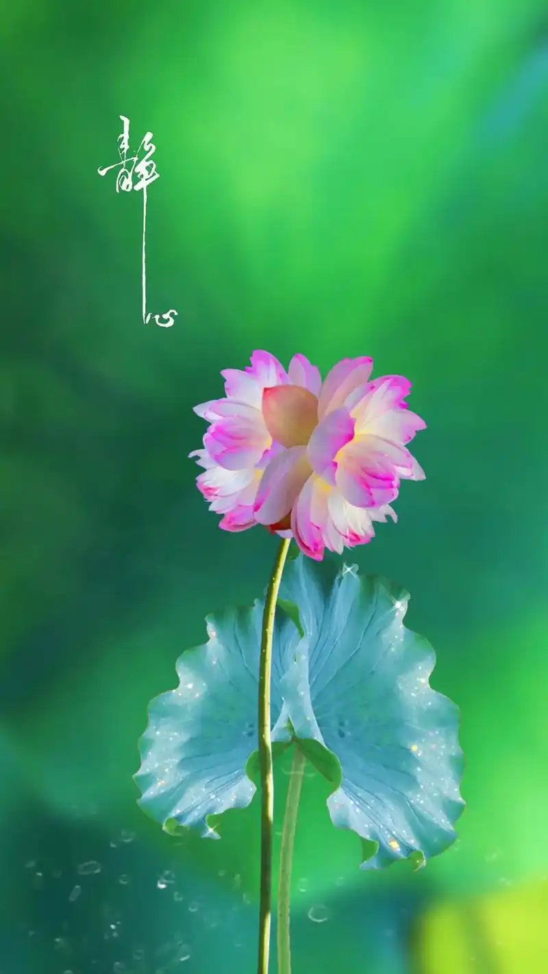 全网独一无二的荷花#手机壁纸 #荷花壁纸 #一花一世界 #好 - 抖音