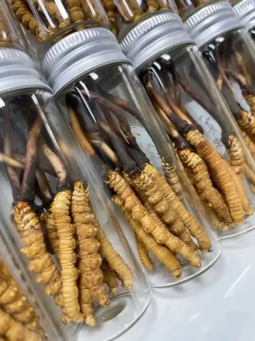 新鲜冬虫夏草季