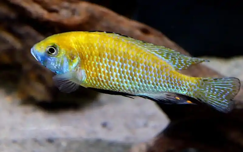 黄金胸丽鱼非洲慈鲷_哔哩哔哩 (゜-゜)つロ 干杯~-bilibili