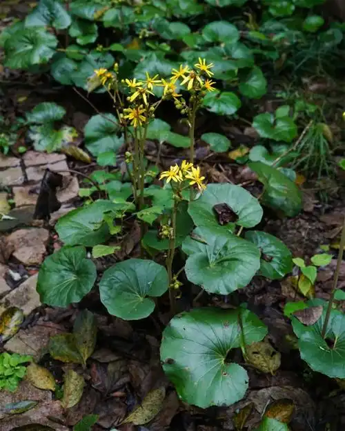 大吴风草林荫下的金地毯