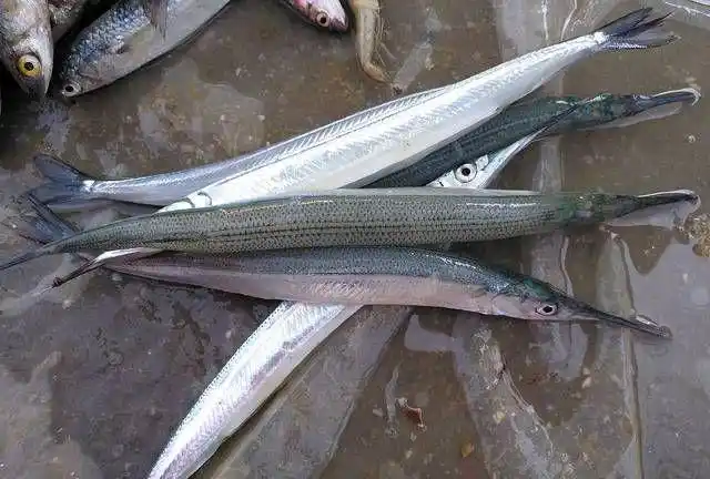 嘴巴尖尖的鱼叫什么鱼 ,嘴巴尖尖长长的鱼像海豚是什么鱼?图2