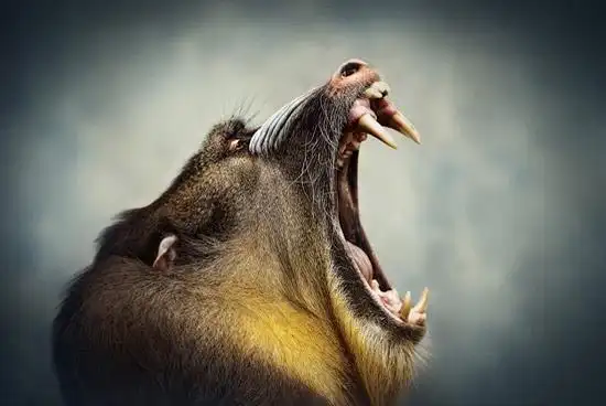 趣图呲牙咧嘴的年夜嘴巴