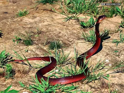 展开全部 bloodred corn snakes(血红玉米蛇) 【其它可参考】http