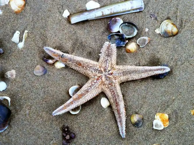 starfish,beach,shell,shelling,sand,sea,nature