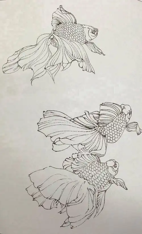 白描金鱼的画法 生动的线条
