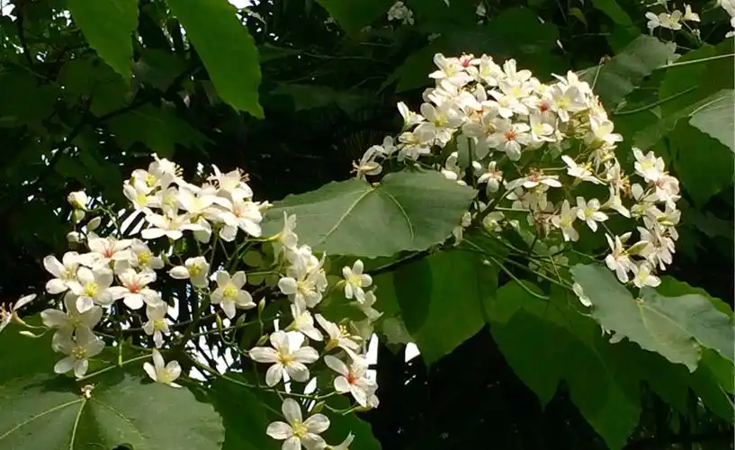 出校门右边的一大丛花,是法国梧桐开花吗?