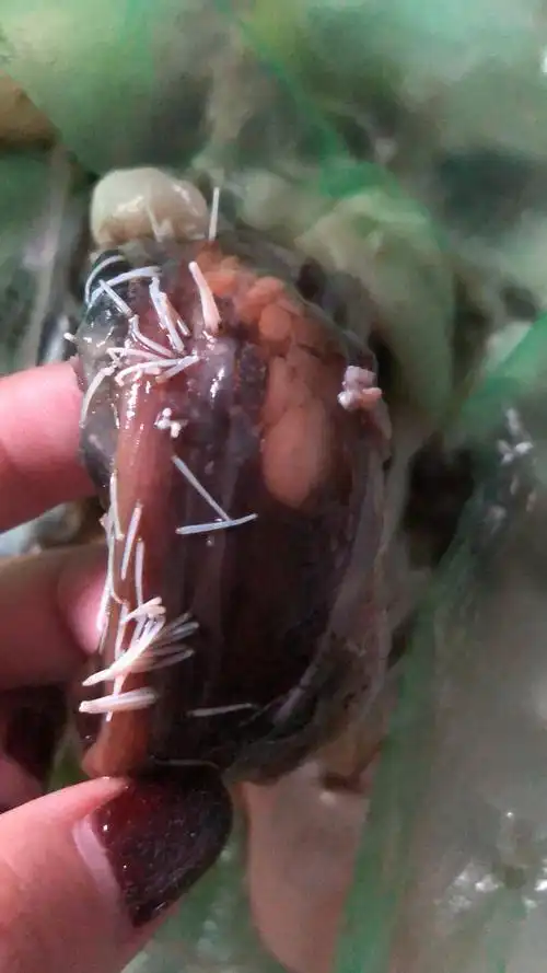 鱿鱼肚子里的是什么寄生虫吗?