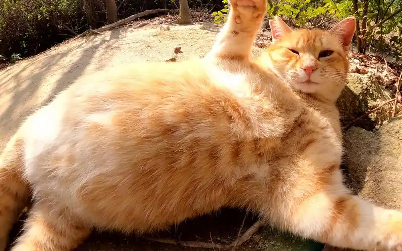 一只可爱的猫以毫无防备的姿势向人类展示大肚子