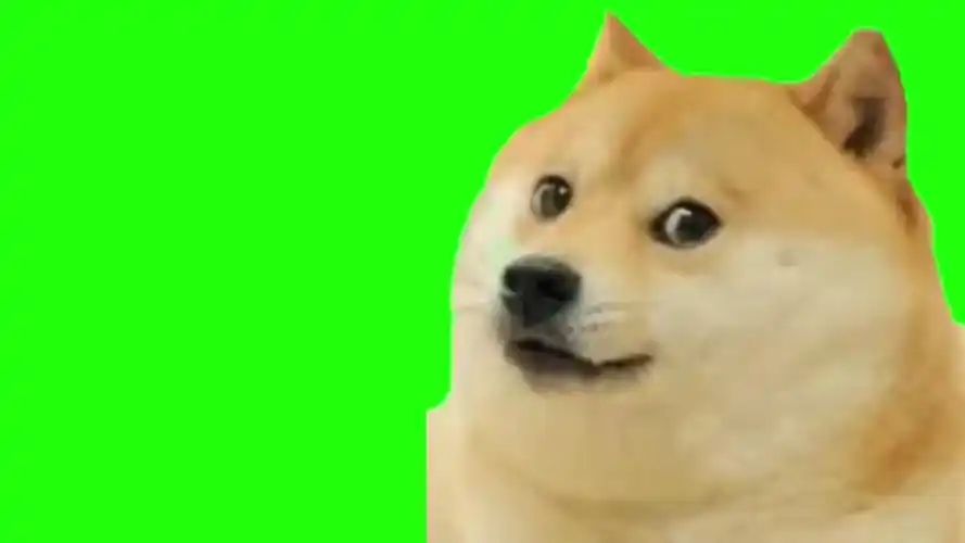 绿幕素材沙雕狗狗绿幕素材无版权无水印自取1080hd