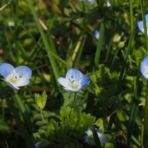 小清新花草头像绿色唯美的勿忘我做头像太美了