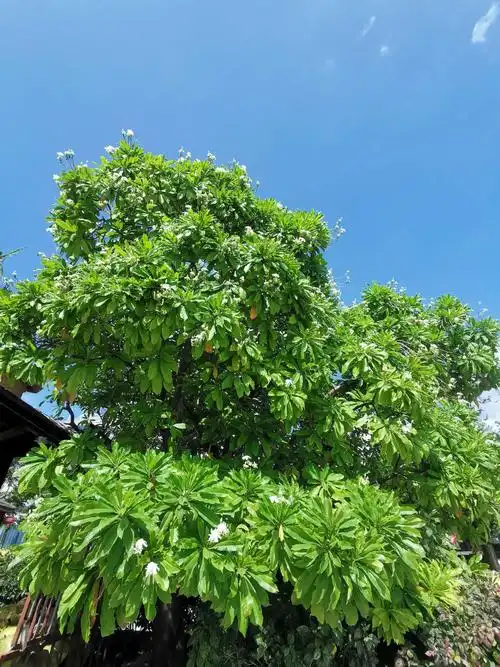 很多地方用海芒果树作行道树