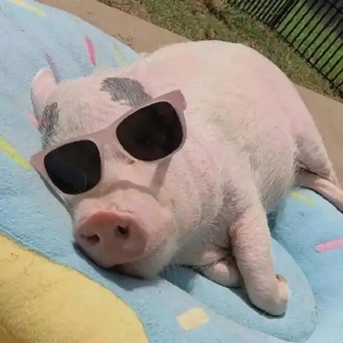 我的头像集邮册可爱沙雕动物丧元气日常