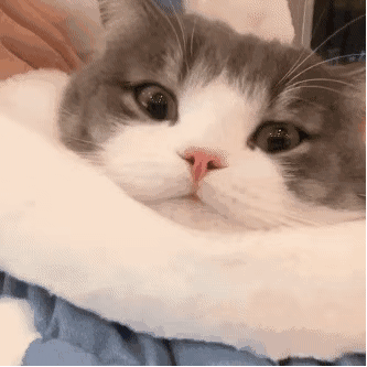 猥琐猫表情包动图