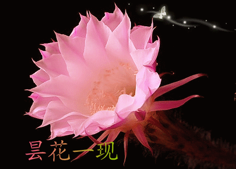 昙花一现美到极致