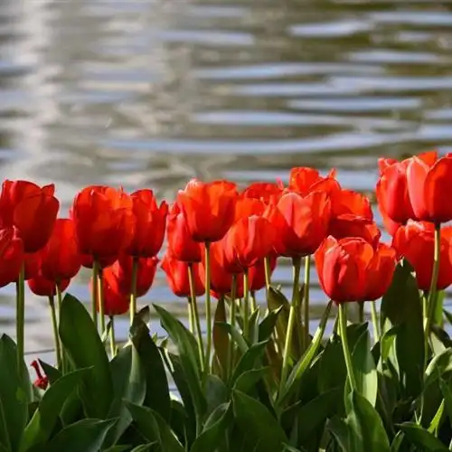 郁金香头像清新的美丽的红色郁金香