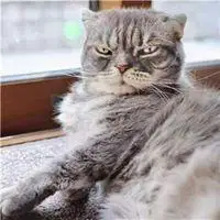 抖音最火的社会猫图片高清 抖音社会猫霸气头像_微信头像图片大全