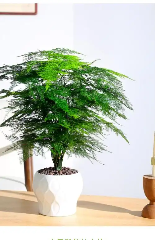 办公室绿植四季常青盆景 五年大文竹 花开富贵陶瓷盆 送肥料 送铺面