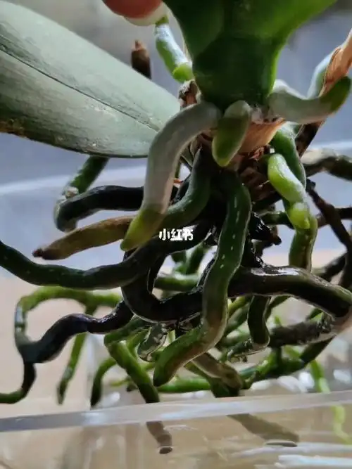 蝴蝶兰水培