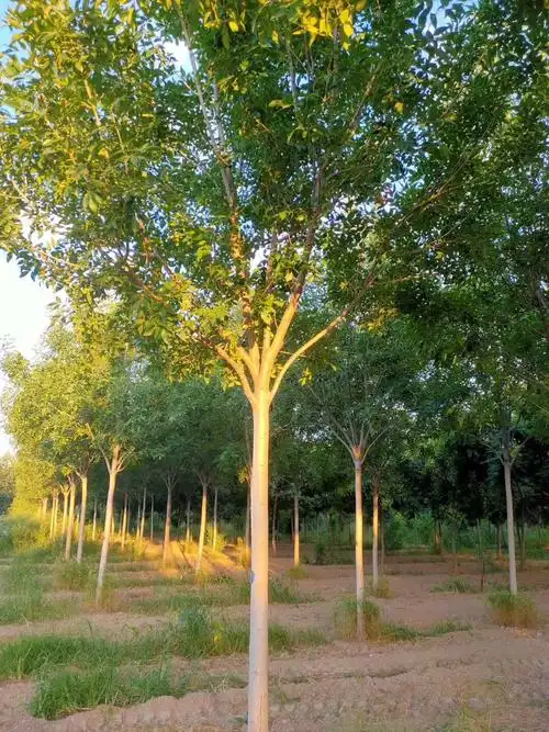 供应大厅  苗木花草  栾树