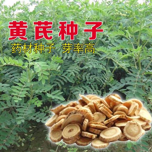 草药黄芪种子 新棉芪绵芪 多年生铁杆软秸黄氏种籽苗木四季播种