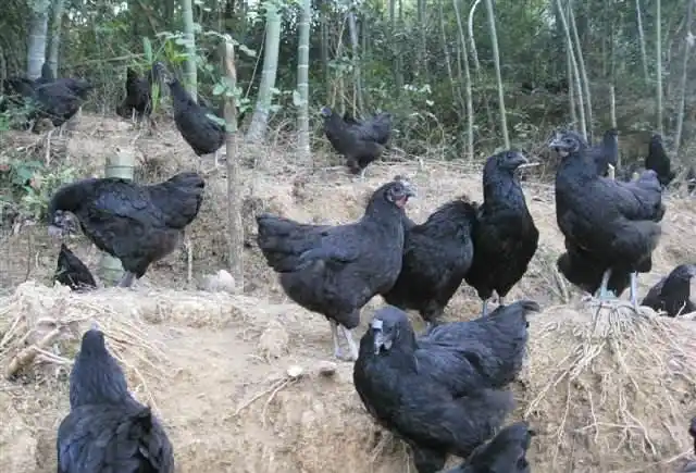 盘点中国十大土鸡, 鸡年做只好鸡