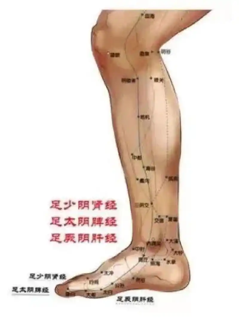 疏通小腿内侧经络很重要 号召大家做一件事,每天拍小腿内侧35次.