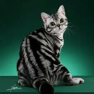 瓷娃娃美国短毛猫美国卷耳猫头像