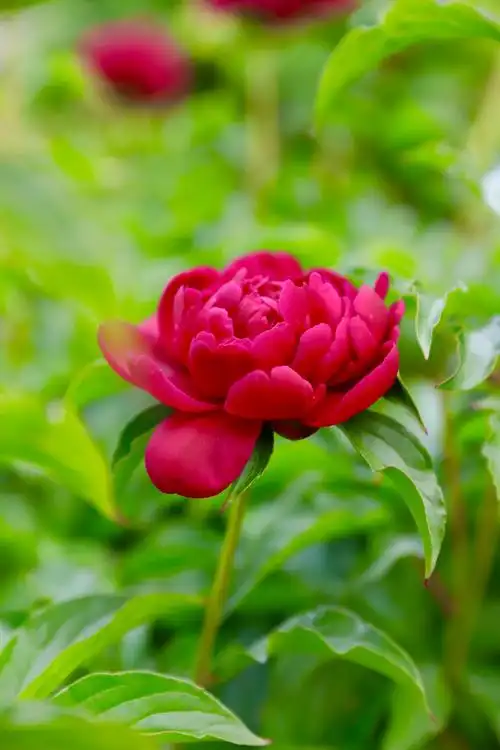 牡丹花很漂亮!雍容华贵!拍摄定格美丽!(相机拍摄)