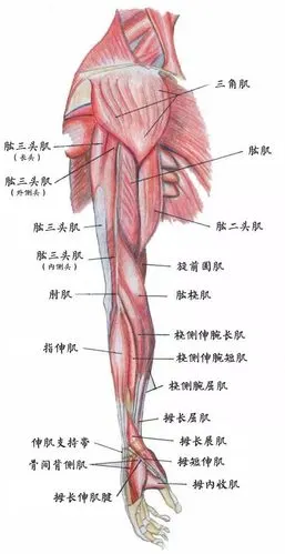 在不同的动作中,有不同的肌肉进行收缩和伸展,所以想要提升手臂的整体