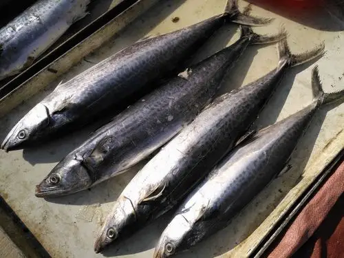 大冬天的农村海产品市场上鱼类品种不少价格亲民爱吃鱼的有福了