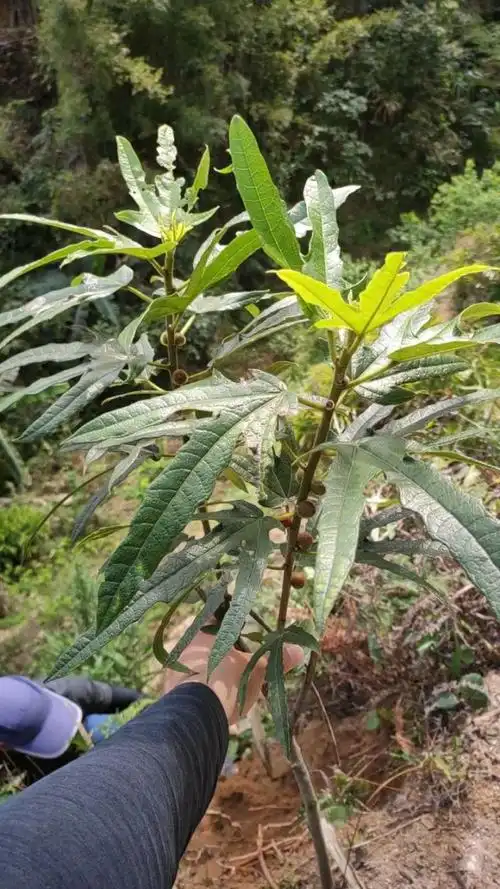 农村山货分享:五指毛桃