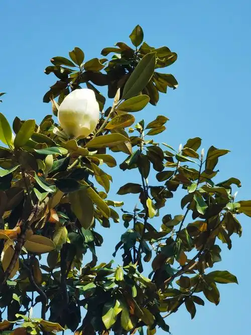 随手拍花荷花玉兰