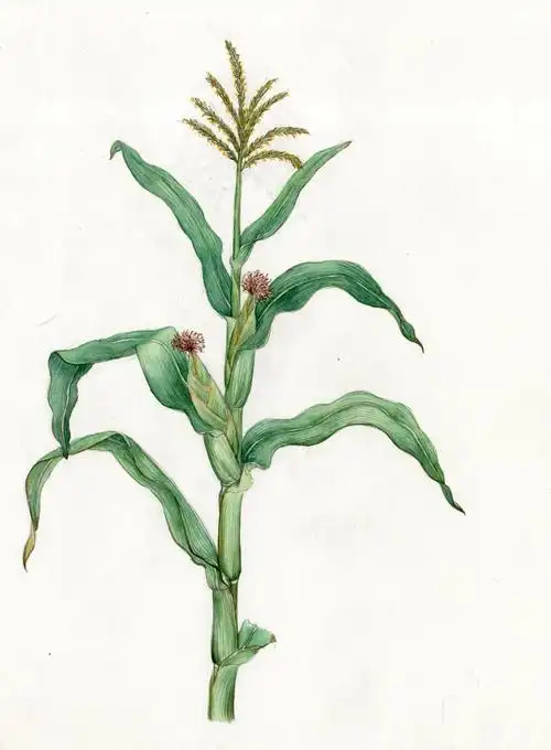 玉米 手绘科普插图_空蒙-站酷zcool