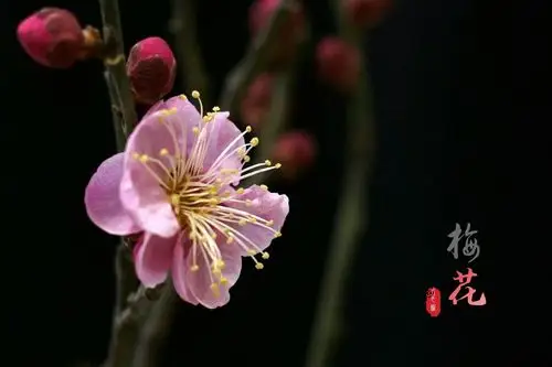最美分享梅花