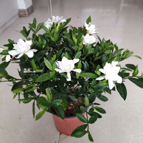 植物栀子花盆栽绿植盆景小叶栀子花苗花苞阳台时令草本花卉