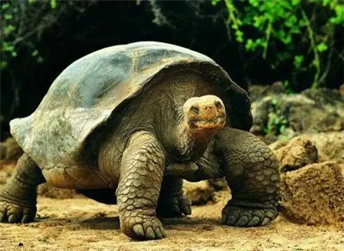 世界上最长寿乌龟,一生送走了三代饲养员,说出年龄你难以置信