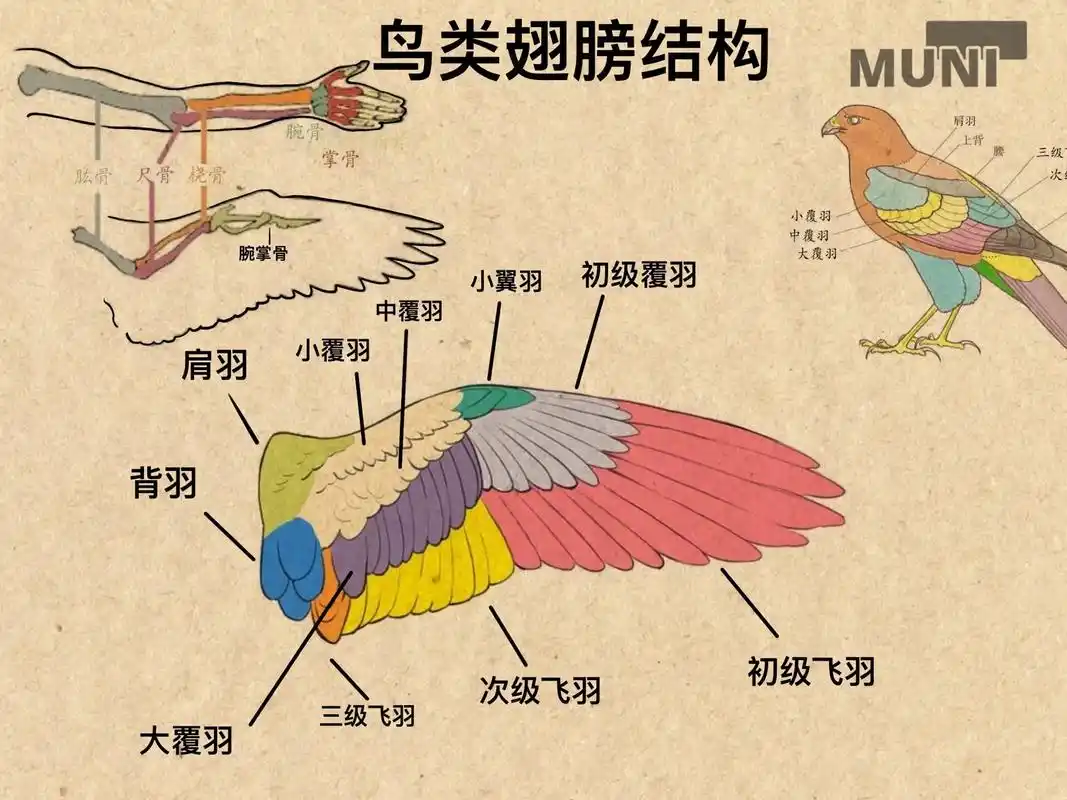 鸟类翅膀结构画法练习.