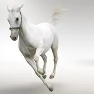 马头像图片大全霸气的好看霸气的骏马高清图片头像