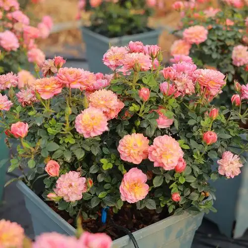 躲躲躲藏捉迷藏月季月季花花苗微月丰花矮小盆栽观叶