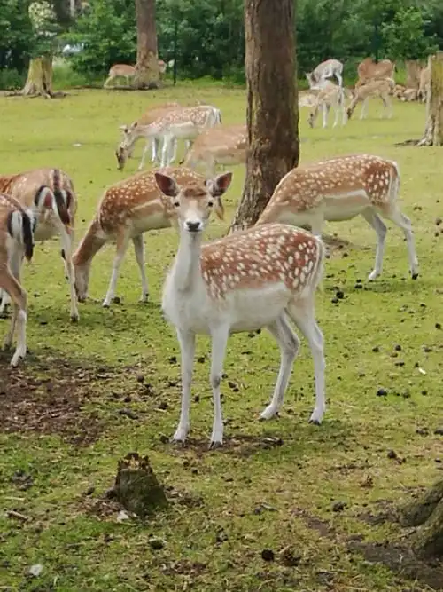 serengeti park 野生动物园(德国hodenhagen霍登哈根)