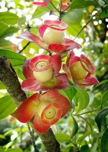 世界上30种罕见怪花,你绝对没见过