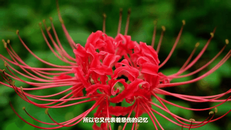 我在唐元镇,发现了超大一片彼岸花.简直美爆了!