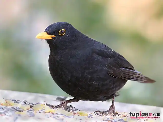 上就有成片的红色羽毛,而雌性体色大部分为褐色,伴有黑色和灰色斑纹